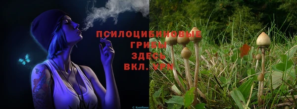ПСИЛОЦИБИНОВЫЕ ГРИБЫ Алексеевка